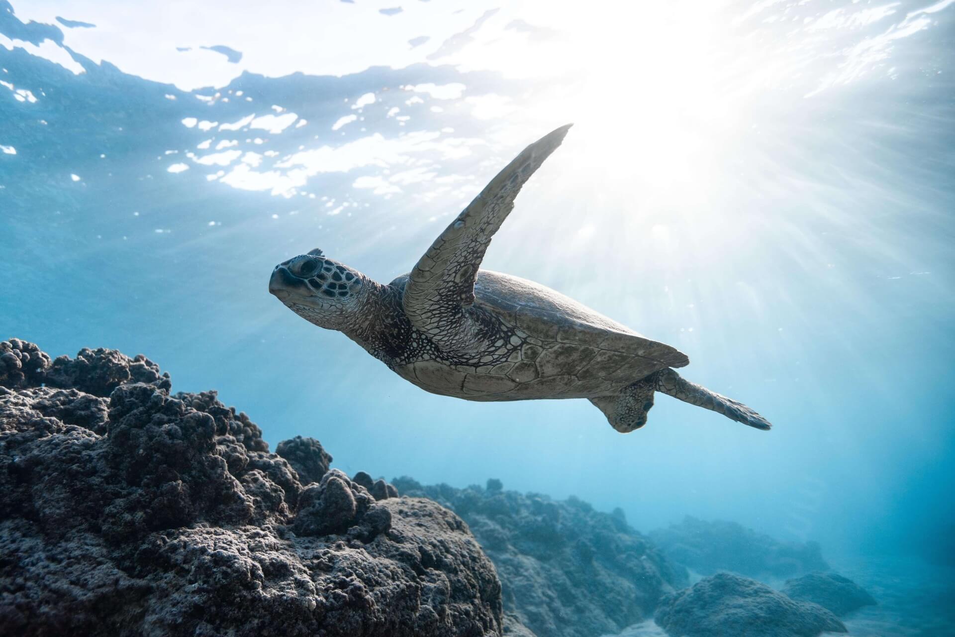 Sea Turtle